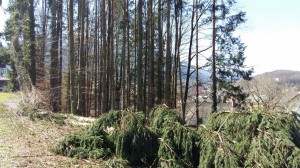 IMG-20170403-WA0003